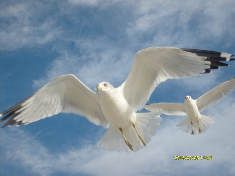 Two Seagulls Flying — Blue, Serene, Morning, Photograph