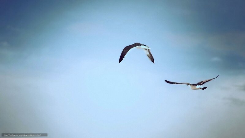 Two Seagulls Flying — Blue, Serene, Photograph
