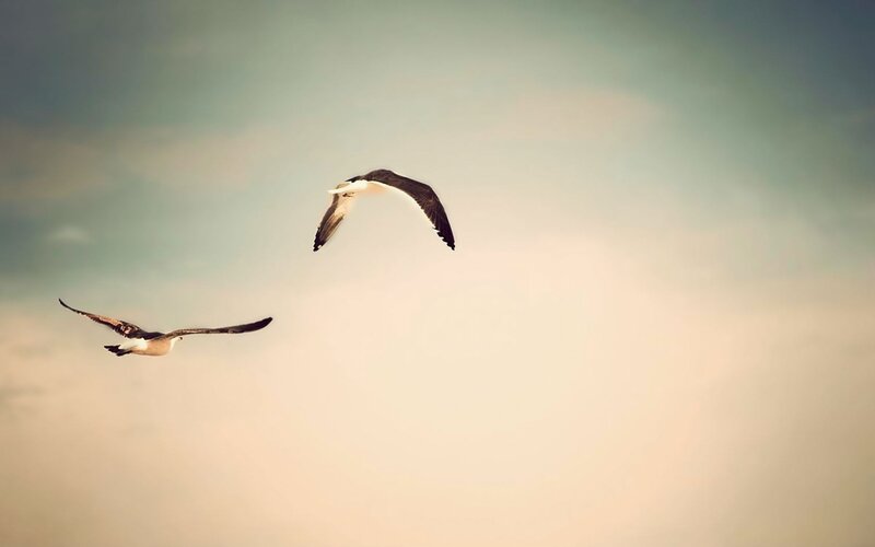 Two Seagulls Flying — Blue, Serene, Sunset, Photograph, Sky, White