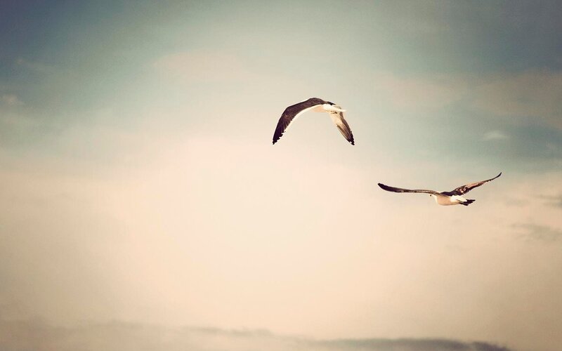 Two Seagulls Flying — Blue, Serene, Sunset