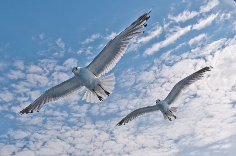 Two Seagulls Flying — Blue, Serene