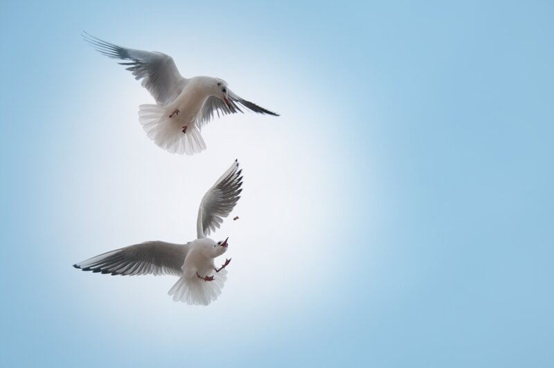 Two Seagulls Flying — Blue