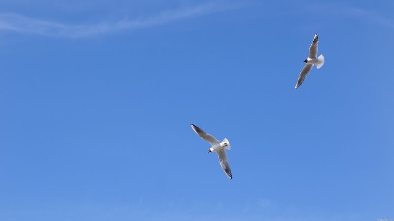 Two seagulls flying in blue sky