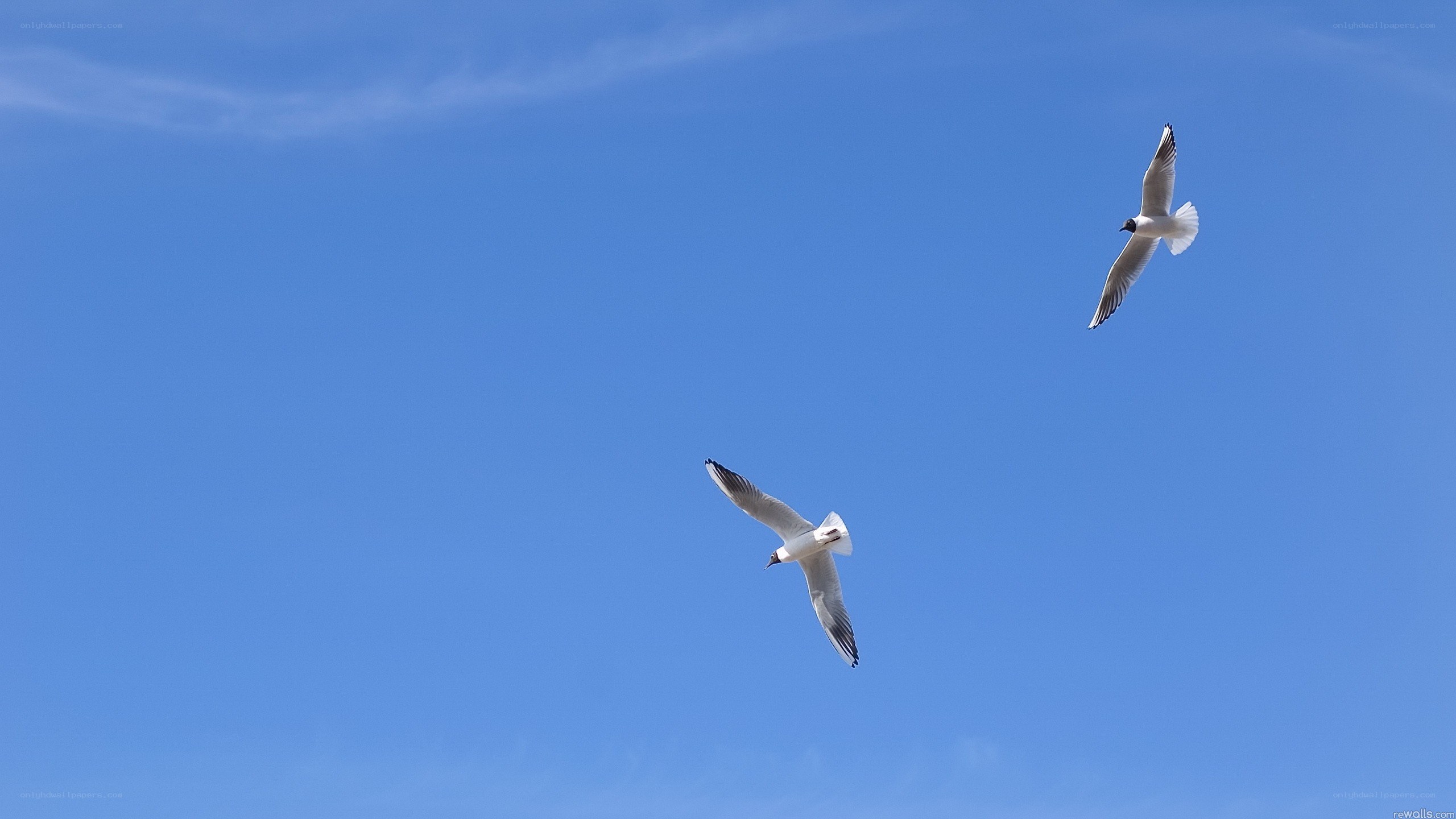 Two seagulls flying in blue sky