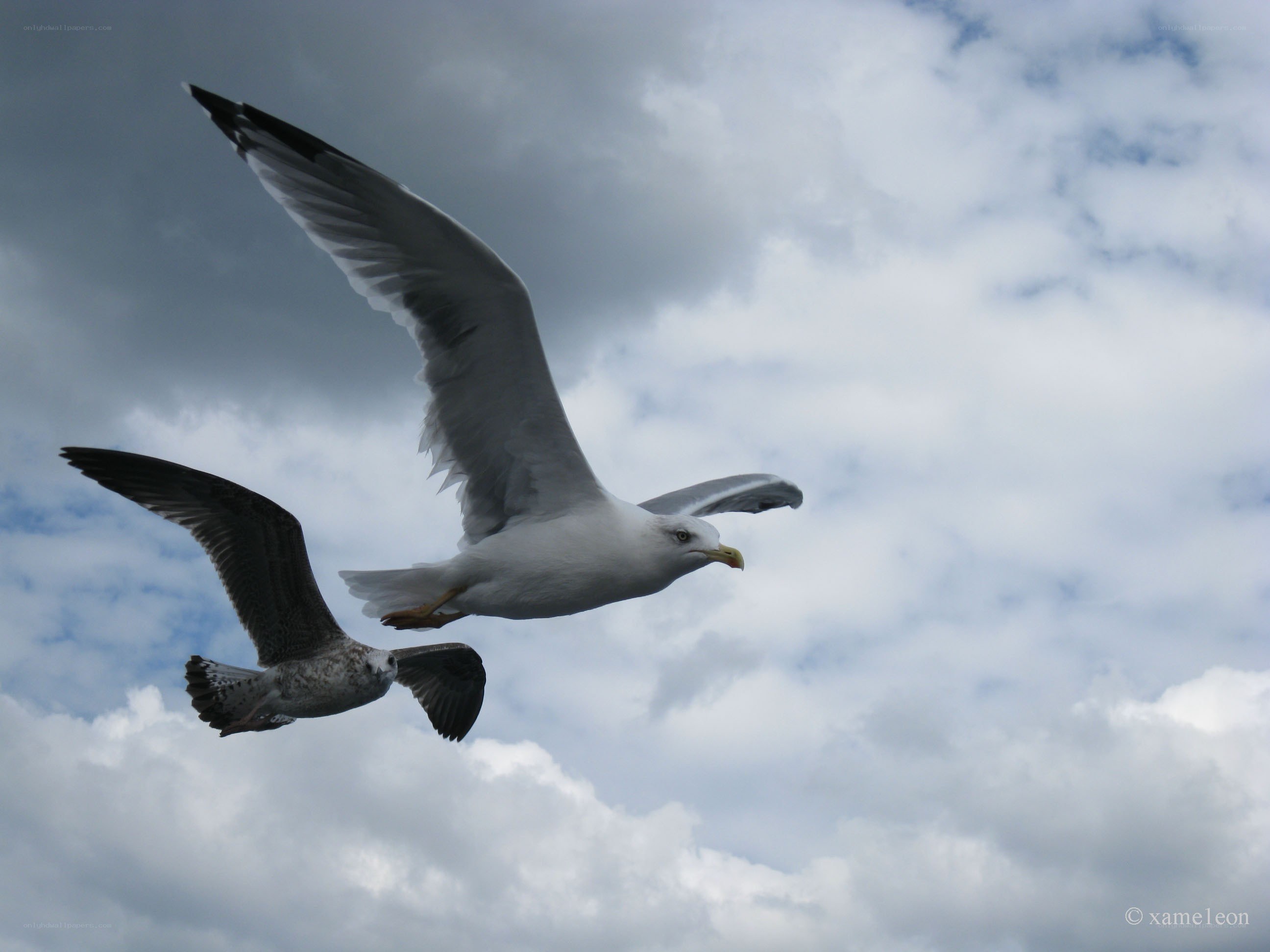 Two seagulls flying in the sky