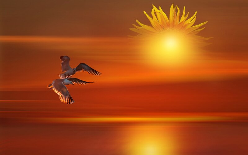 Two Seagulls Flying — Orange