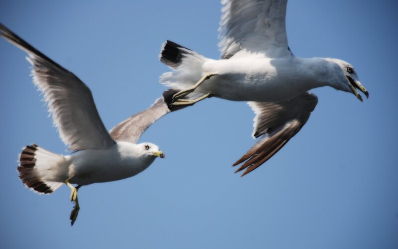 Two seagulls in flight