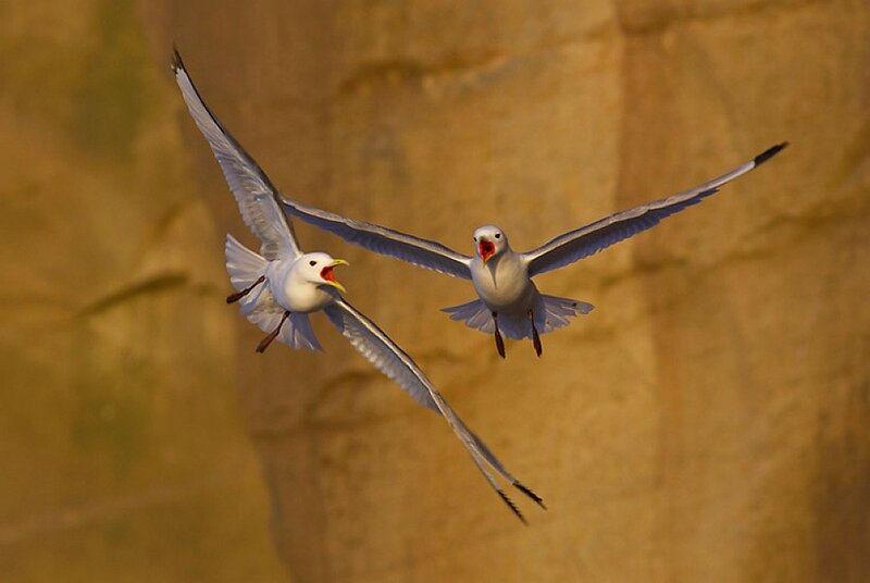 Two seagulls in flight