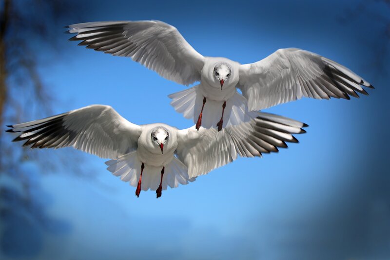 Two Seagulls in Flight — Blue, Dynamic