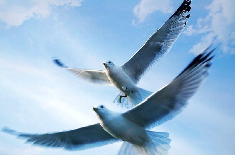 Two Seagulls in Flight — Blue, Serene