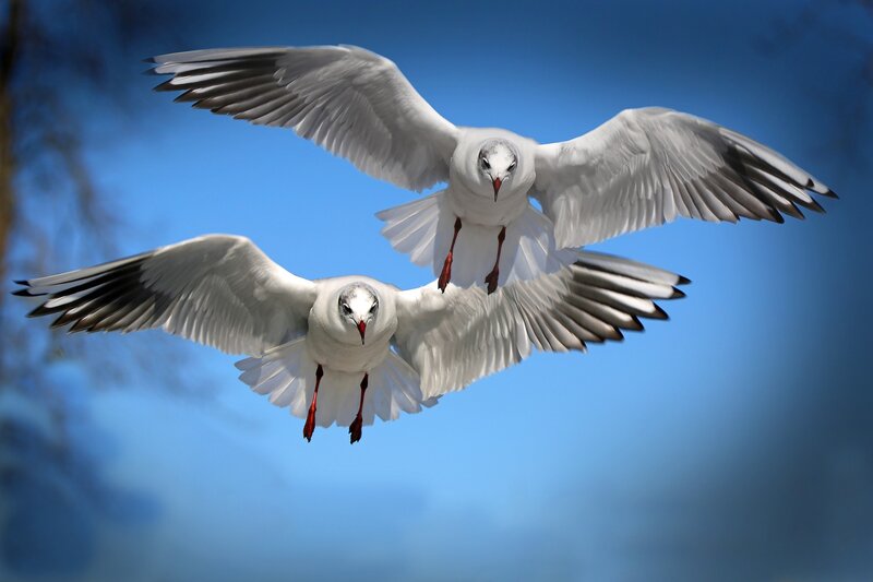 Two Seagulls in Flight — Blue