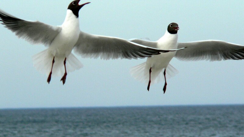 Two Seagulls in Flight — White