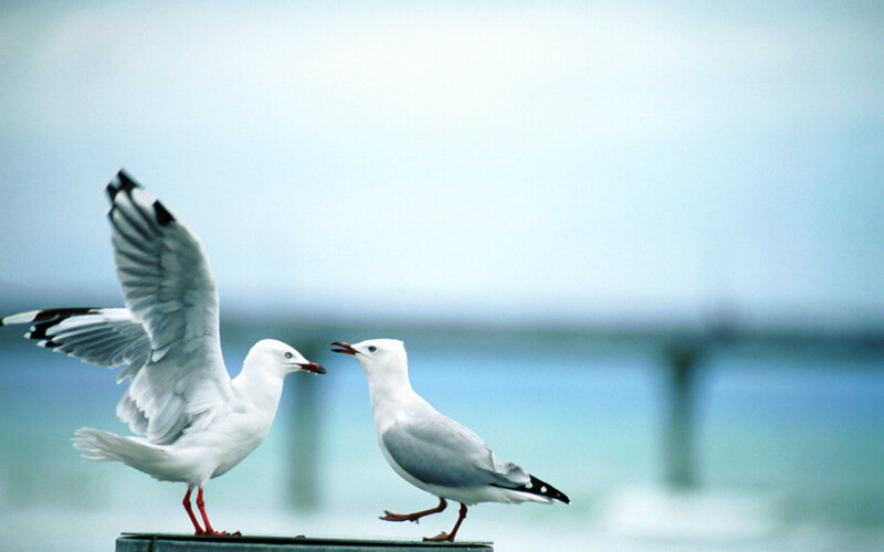 Two Seagulls Interacting — White