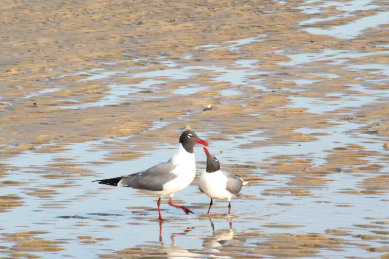 Two seagulls on a beach