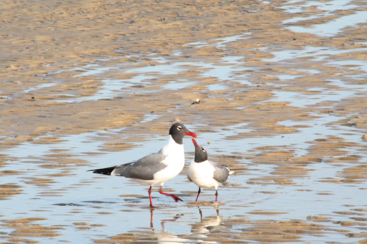 Two seagulls on a beach