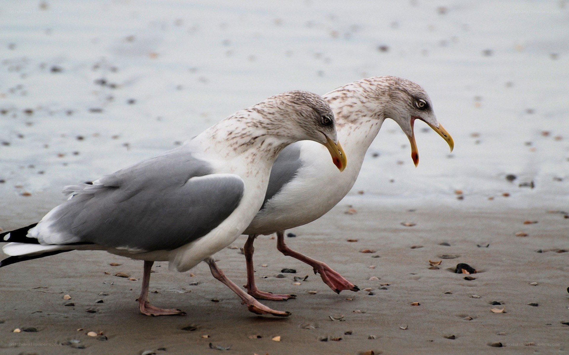 Two seagulls on a beach