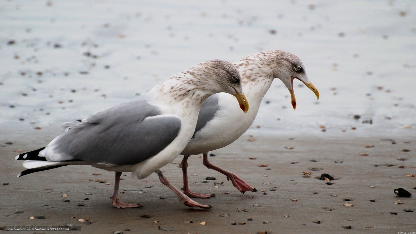 Two seagulls on a beach