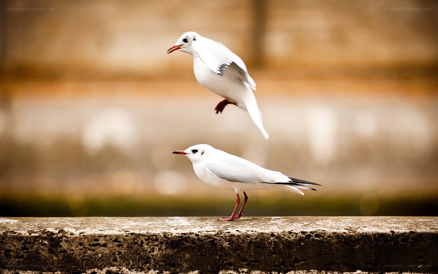 Two seagulls on a ledge