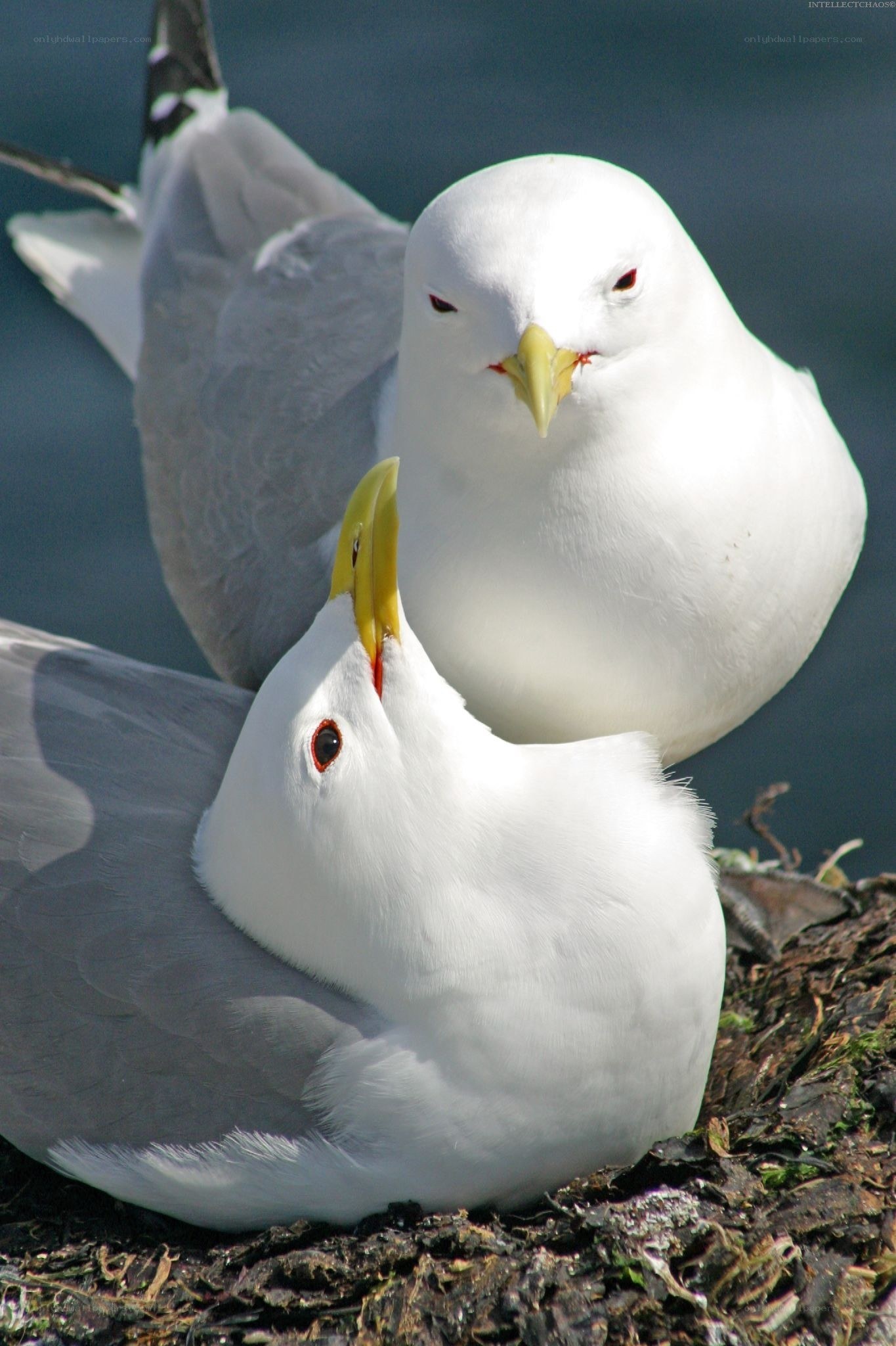 Two seagulls on a nest