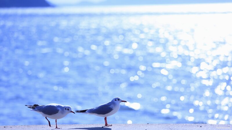 Two seagulls on a pier