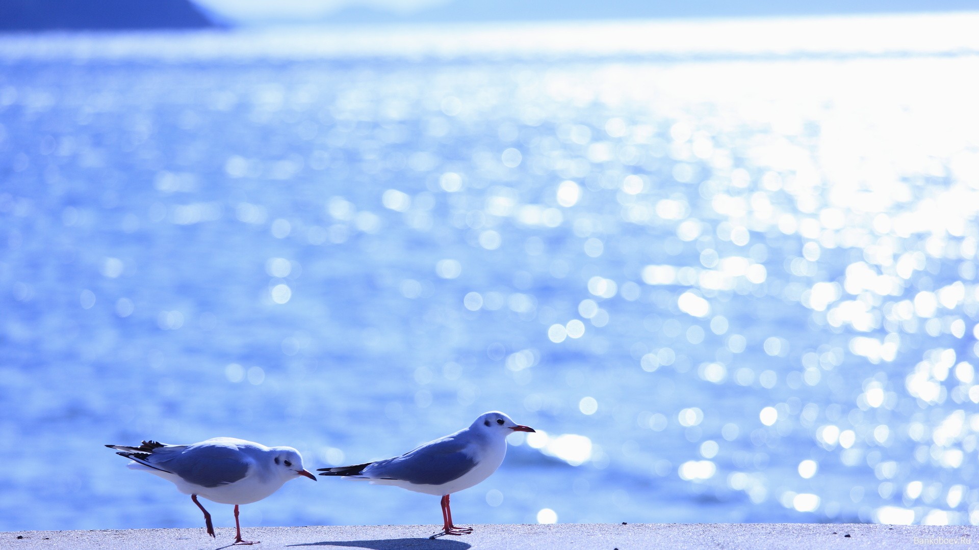 Two seagulls on a pier