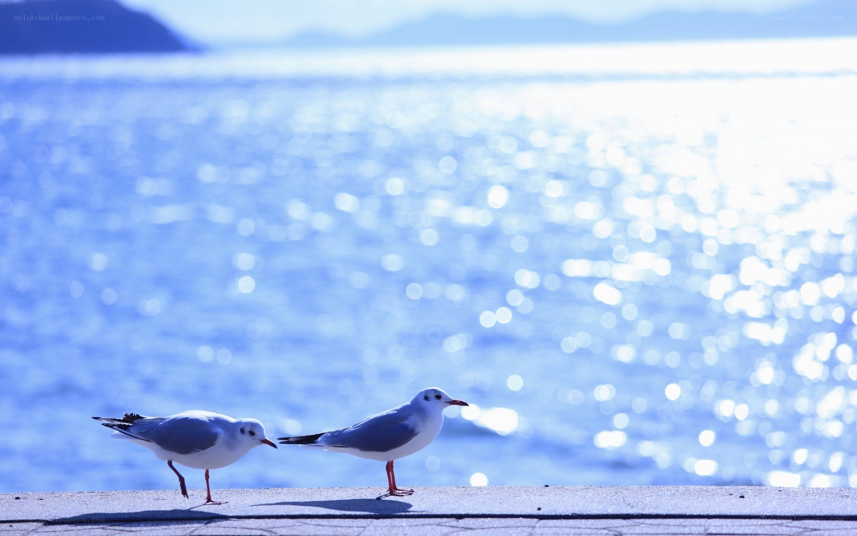 Two seagulls on a pier