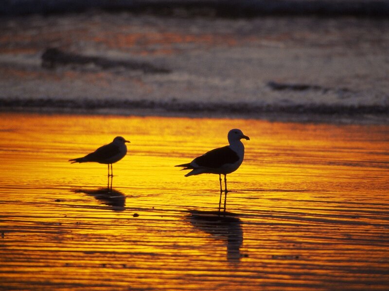 Two Seagulls on Beach — Orange, Serene, Sunset