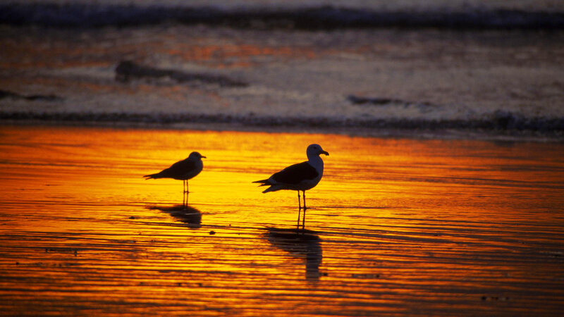 Two Seagulls on Beach — Orange, Serene
