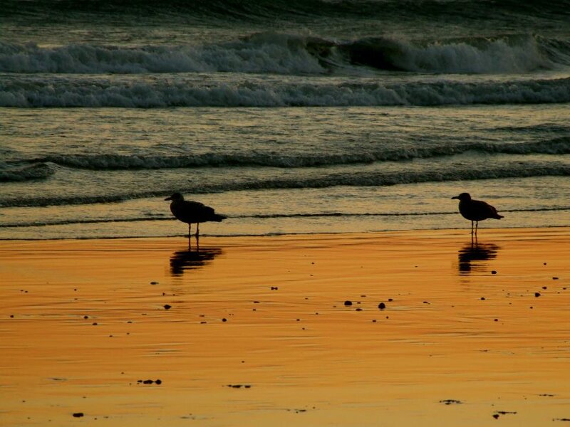 Two Seagulls on Beach — Orange