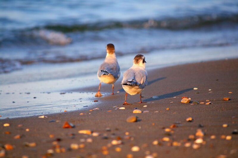 Two Seagulls on Beach