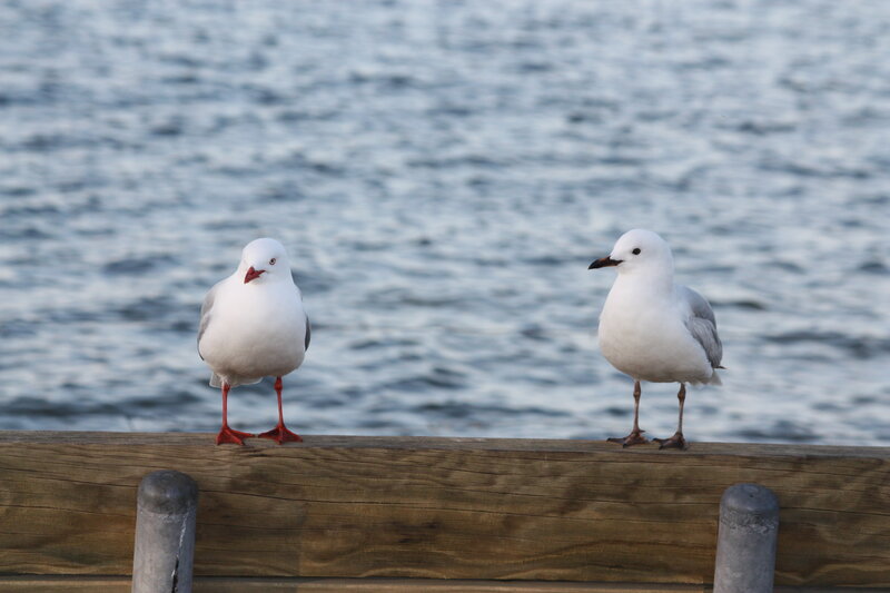 Two Seagulls on Dock