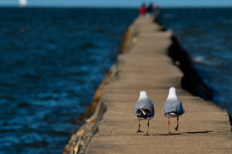 Two Seagulls on Pier