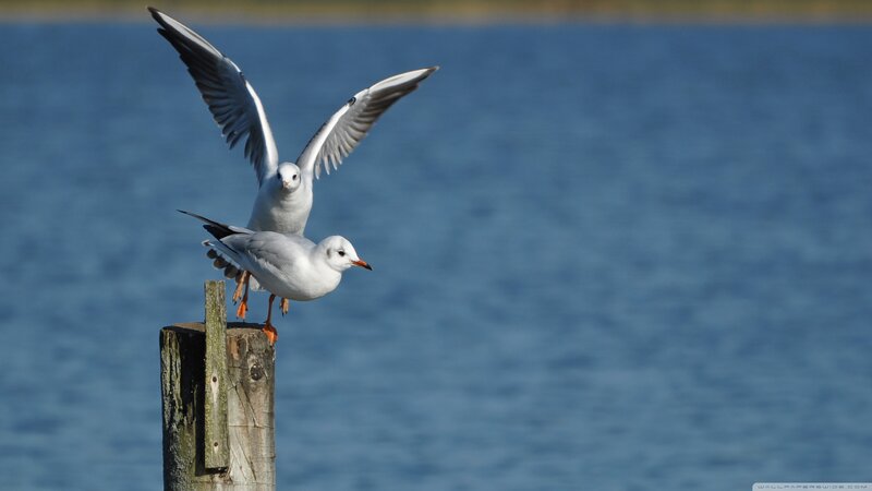 Two Seagulls on Post — Blue