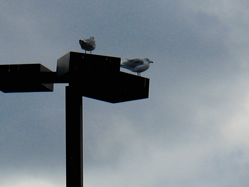 Two Seagulls on Post — Gray