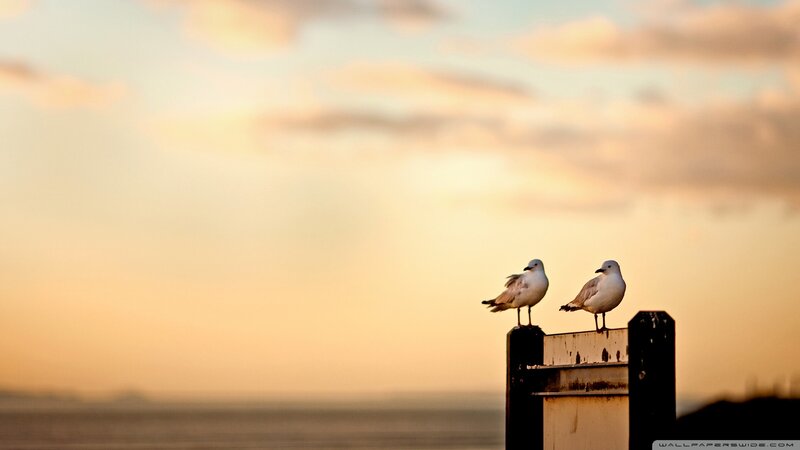 Two Seagulls on Post — Orange