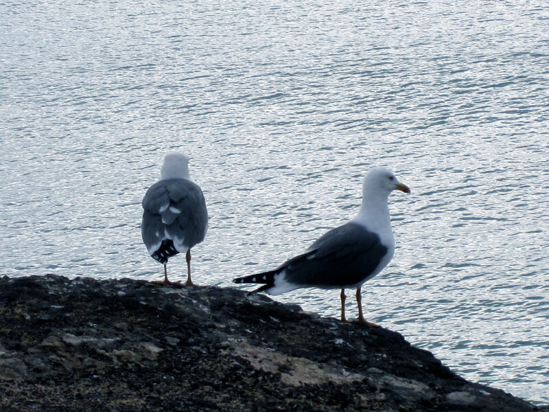 Two Seagulls on Rock — Gray, Calm