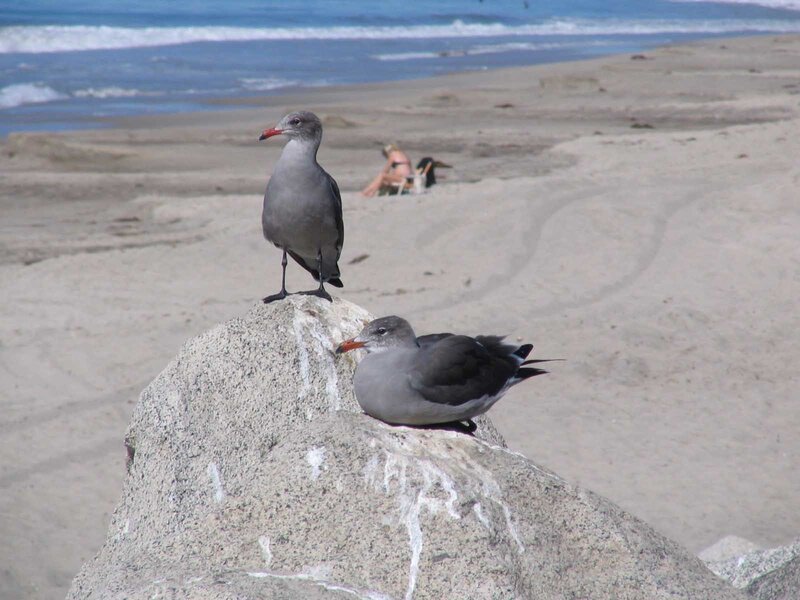 Two Seagulls on Rock — Gray