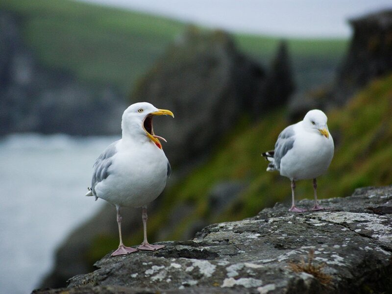 Two Seagulls on Rock — White, Natural