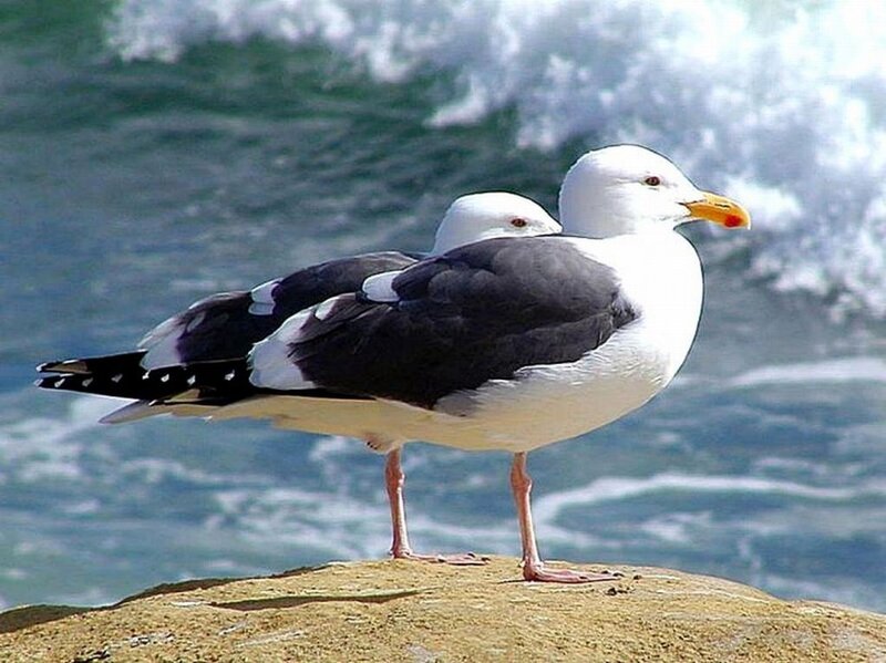 Two Seagulls on Rock — White