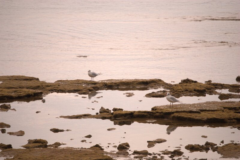 Two Seagulls on Rocks — Brown