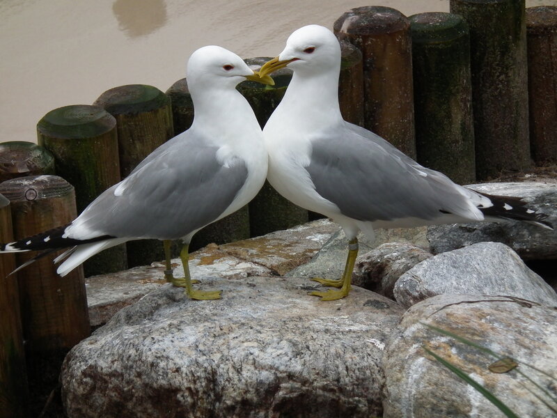 Two Seagulls on Rocks