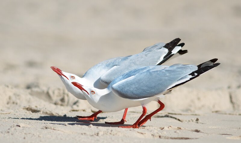 Two Seagulls on Sand — White