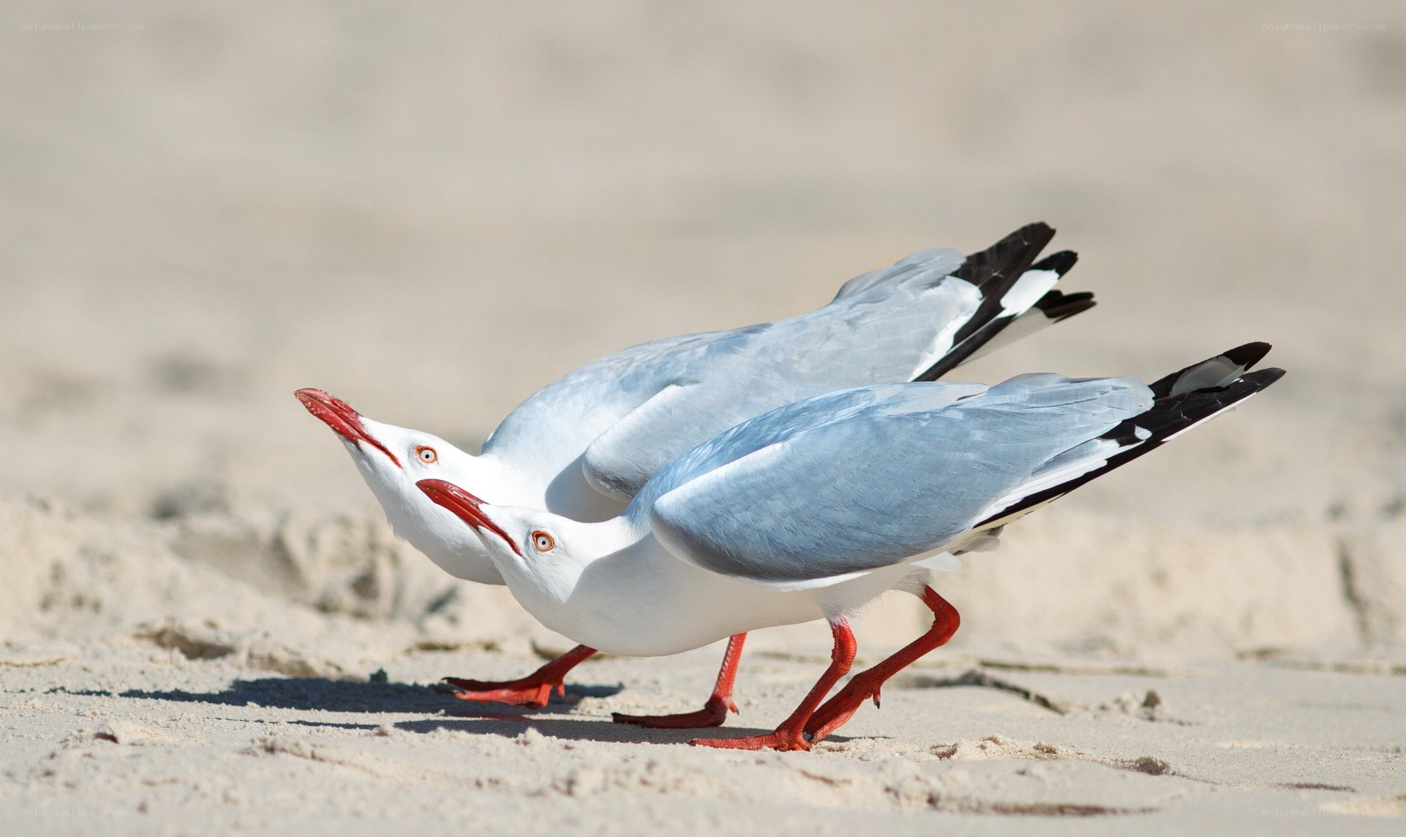 Two seagulls on sandy beach