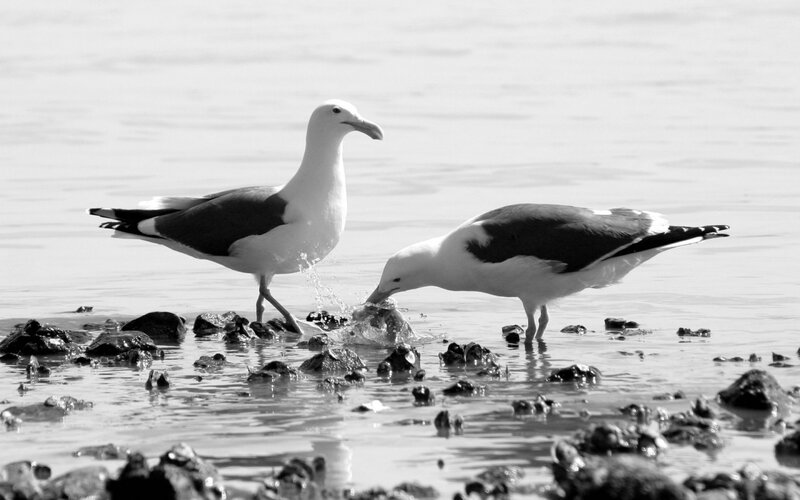Two Seagulls on Shore