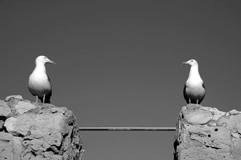 Two seagulls on stone walls