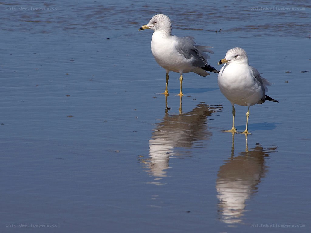 Two seagulls on wet sand
