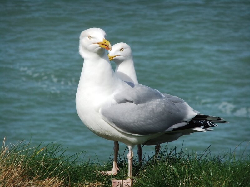 Two Seagulls Standing