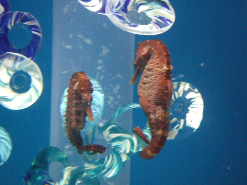 Two Seahorses in Aquarium — Blue, Calm