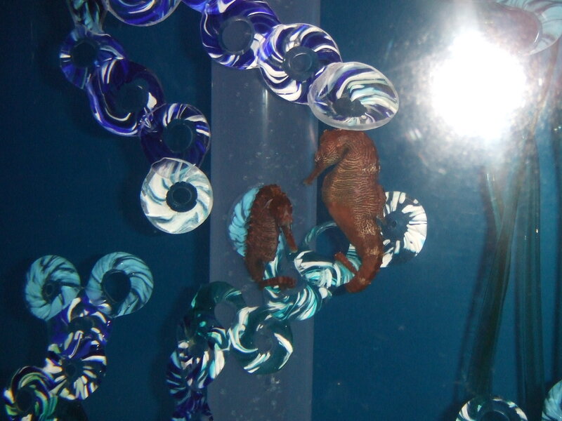 Two Seahorses in Aquarium — Blue