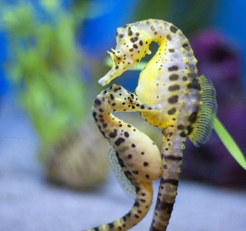 Two seahorses in aquarium